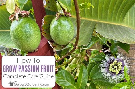 how long to grow passion fruit