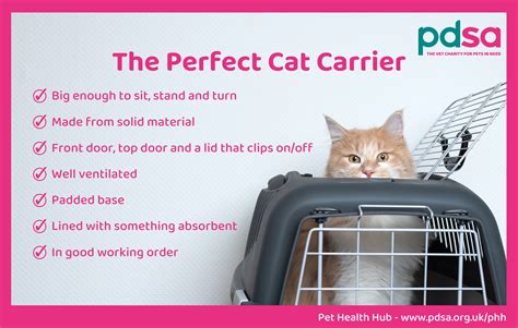 How Long To Keep Cat In Carrier