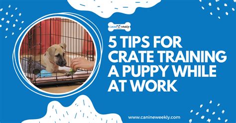 How Long To Leave Dog In Crate While At Work