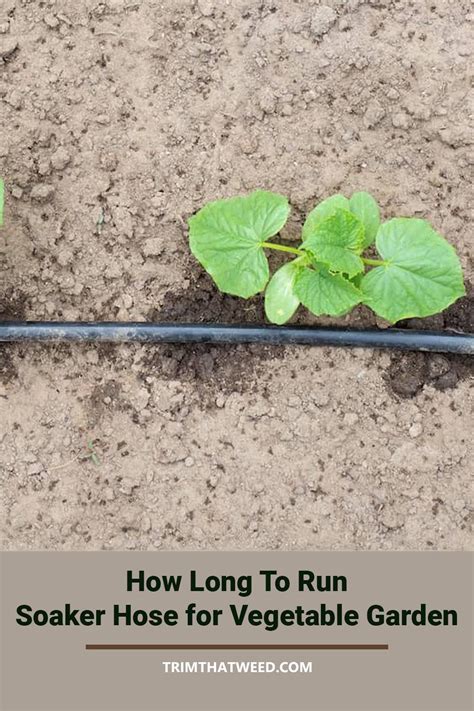 how long to leave soaker hose on vegetable garden