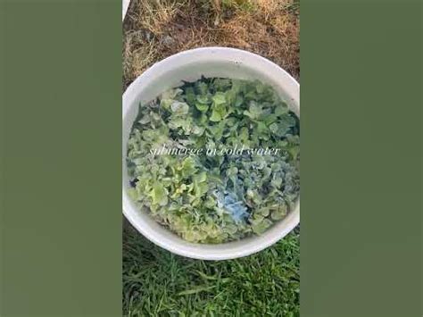 How Long To Submerge Hydrangea