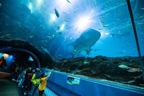 how long to tour atlanta aquarium