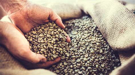 how long will green coffee beans stay fresh