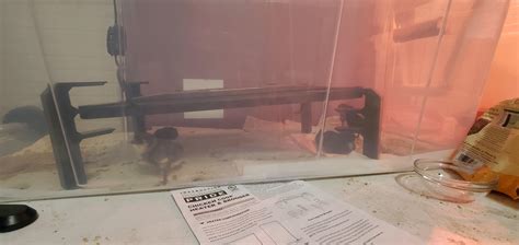 How Low Should A Brooder Plate Be