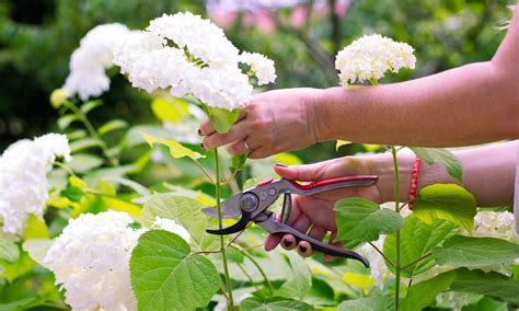 How Low To Cut Hydrangeas In Spring