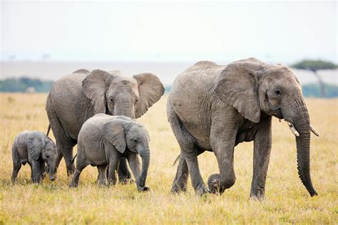 how many african elephants