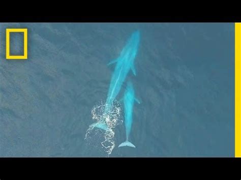 how many babies do blue whales have at a time