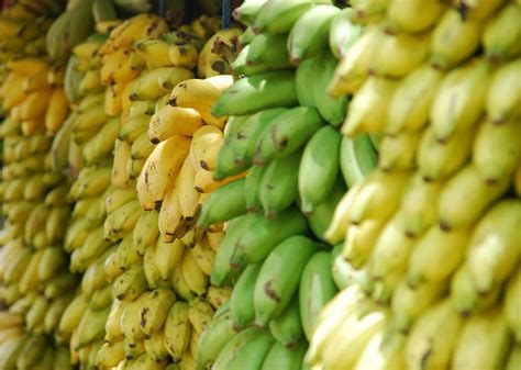 How Many Bananas Does Ecuador Export