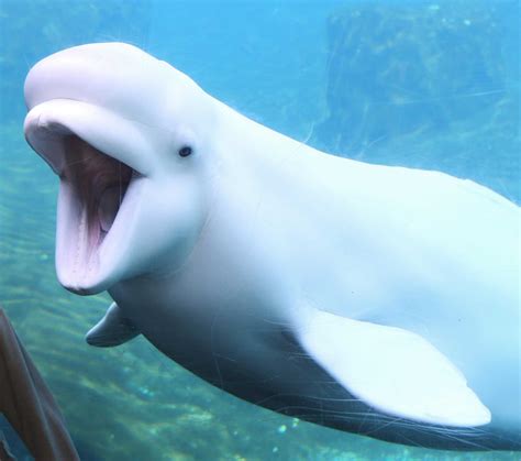 how many beluga whales are left in the wild