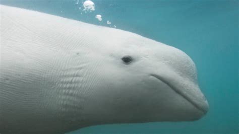 how many beluga whales or their currently