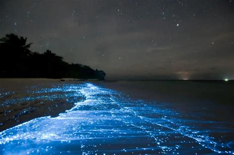 how many bioluminescent bays in the world