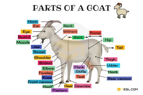 how many bones do goats have