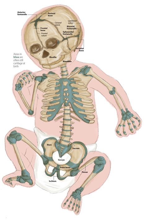 how many bones does a baby have at birth