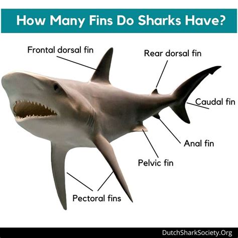 how many bones does a shark have in its fins