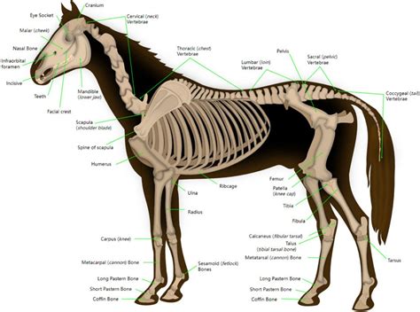 how many bones in horse