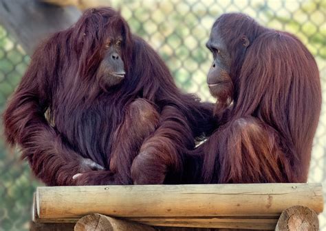how many bornean orangutans are in zoos