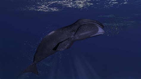how many bowhead whales are left in the world