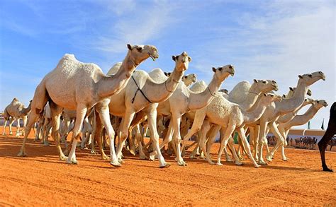 how many camels in saudi arabia
