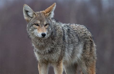 how many coyotes are in canada