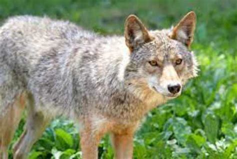 how many coyotes in vermont