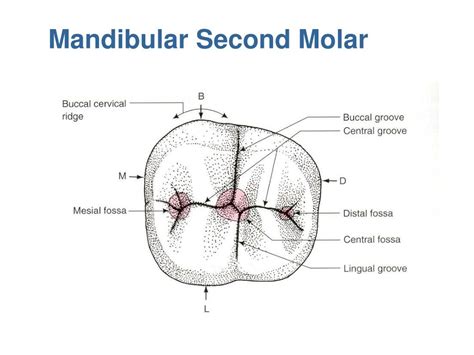 How Many Cusps Does A Mandibular Second Molar Have