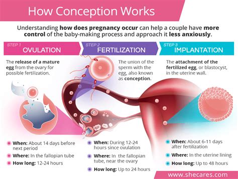 how many days between conception and birth