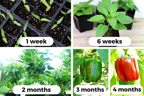 how many days does pepper take to germinate