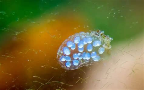 how many days does snail eggs take to hatch