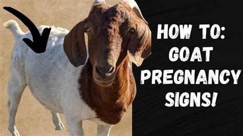 how many days is a goat pregnant