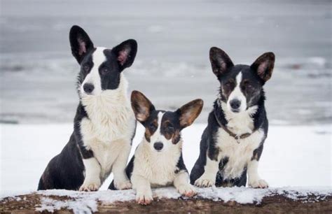 How Many Dogs Can You Keep In A Private House Uk