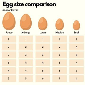how many eggs can my one year old eat