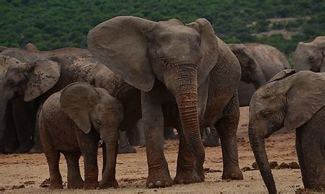 how many elephants are left in south africa