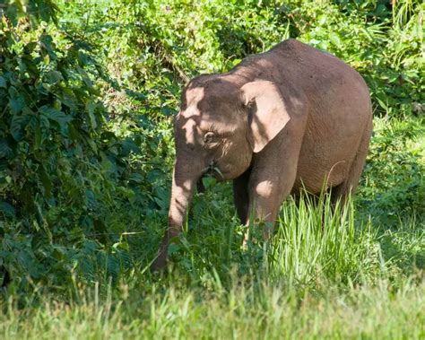 how many elephants live in borneo