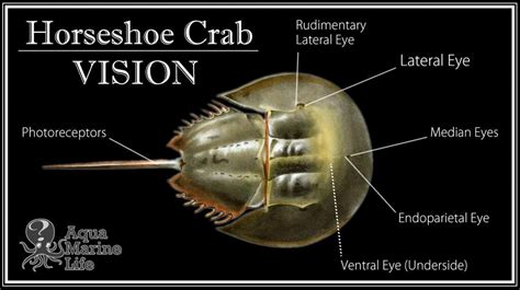 how many eyes does a horseshoe crab have