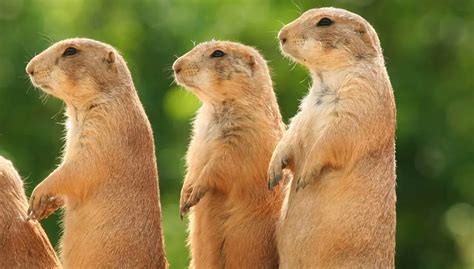 how many gophers live together