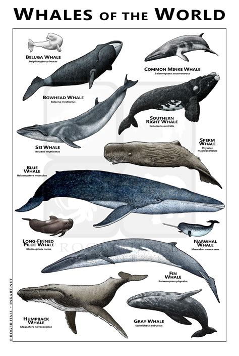 how many gray whales are left in the world