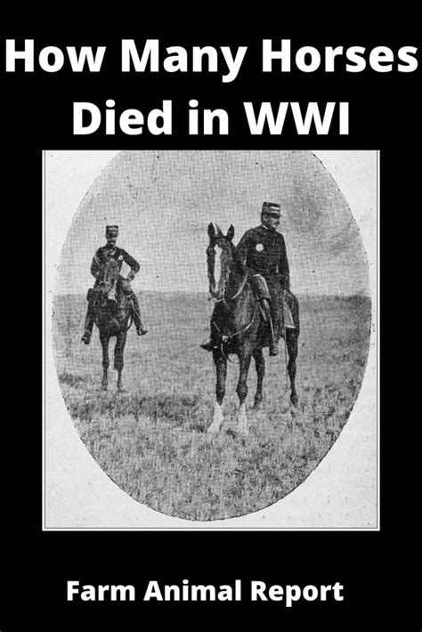 how many horses died in wwi