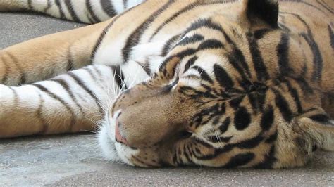 how many hours does a tiger sleep
