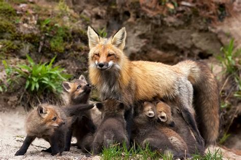 how many kids does a fox have