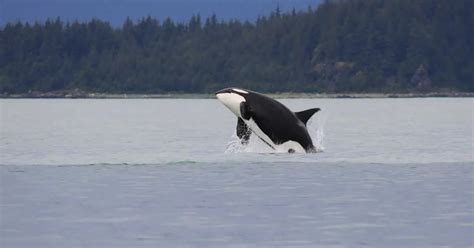 how many killer whales are left in the world