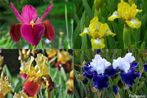 how many kinds of irises are there