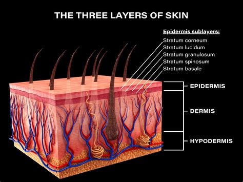 How Many Layers Does Dermis Have
