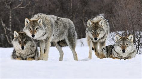 how many members in a wolf pack