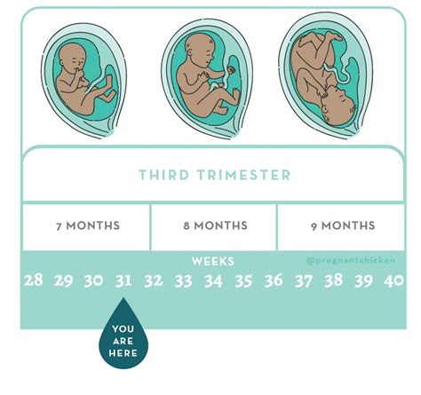 how many months is 31 weeks