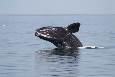 how many north atlantic right whales are left