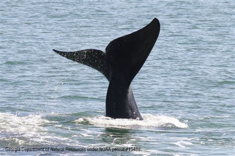 how many north atlantic right whales left