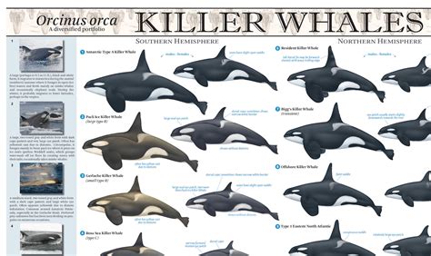 how many orcas are in the world
