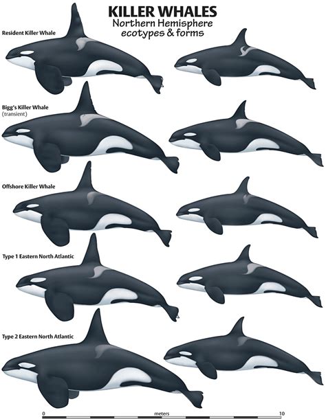 how many orcas are there