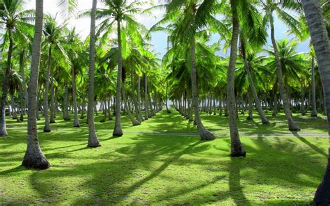 How Many Palm Trees Per Plot