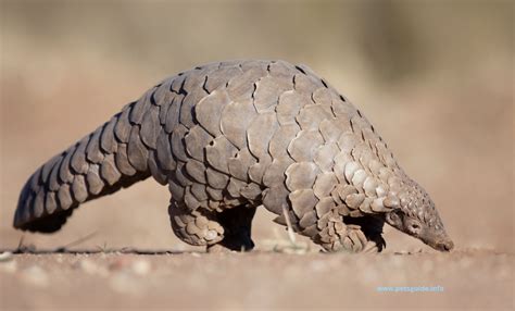 how many pangolins are left 2023